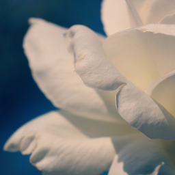 nature naturephotography flowers roses whiterose myphotography freetoedit