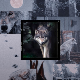 freetoedit wolf werewolf werewolves edit aesthetic