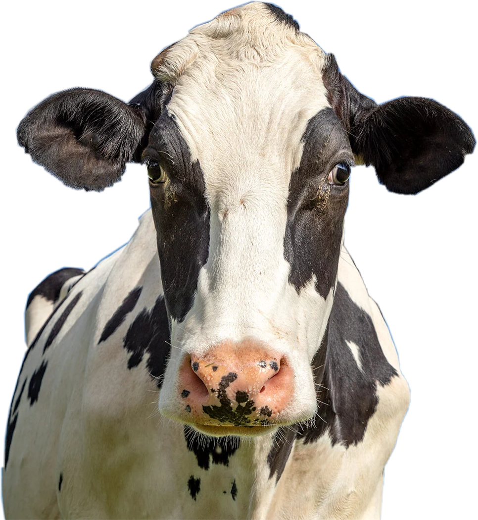 freetoedit cow moo realistic sticker by @preppyvibezcafe