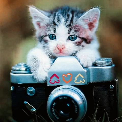 #cat,#cuteanimal,#camera,#background,#freetoedit,#picsarteffects,#picsartchallenge,#srccolorfulheartsoverlay,#colorfulheartsoverlay