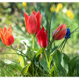 tulips flowers wildflowers nature freetoedit