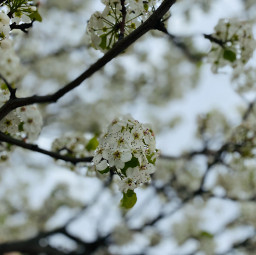 springtime flowers tree lovely nature