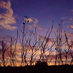 sunset sunlight evening eveningphotography silhouette tree click clickedbyme photography photooftheday aesthetic aestheticedits taehyung fanartofkai pcbeautifulbirthmarks tattooday edit editbyme editwithpicsart replay india pakistan afghanistan bangladesh freetoedit