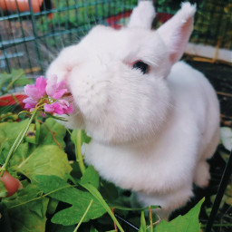 bunny mycutie freetoedit