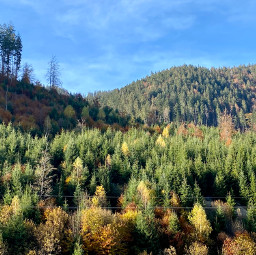 freetoedit autumn ukraine forest tress leaves mountains travel