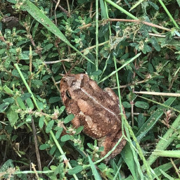 freetoedit toad grass toadpicture nature godscreation takenbyme unedited solideogloria