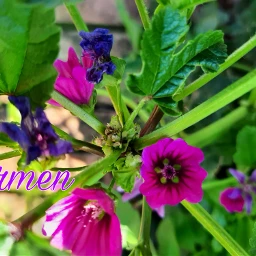 myphoto fiori challenge colori
⛔no colori pccolorscolorscolors colorscolorscolors