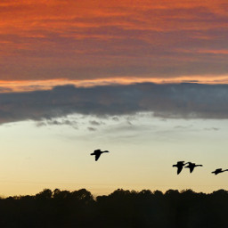 freetoedit autumnsunset geese