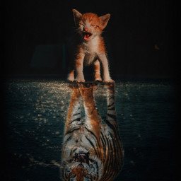 freetoedit nature gloomy dark cat bigcat tiger water reflection