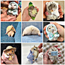 freetoedit collage hamsters petsandanimals