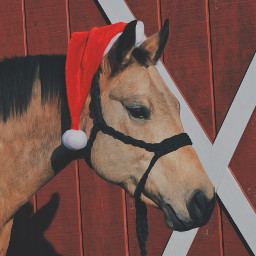 unomisshollywood merrychristmas santa horse