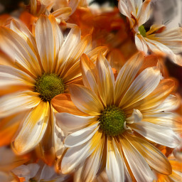 freetoedit flowers floral orange yellow mypic myedit sdmp