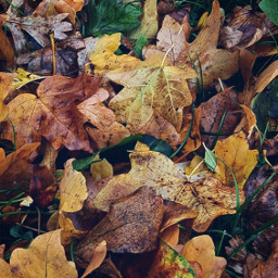 autumn fallcolors leaves autumncolors nature outdoors freetoedit