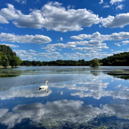 freetoedit sky reflection mirror pond swan afternoonvibes daylight nature cloud blue blueandwhite summer summervibes