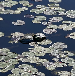 freetoedit turtles lilypad water pond cute