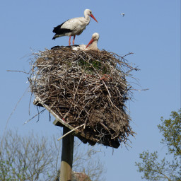 photography myphoto nature storknest storks bluesky beautifulday