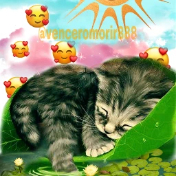 lovecats cat water sun freetoedit ecemojibackgrounds emojibackgrounds