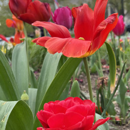 loveflowers tulips springtime nature outdoors photography mycity