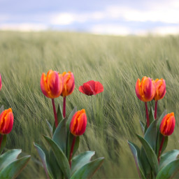 tulipanes ircredongreen redongreen freetoedit