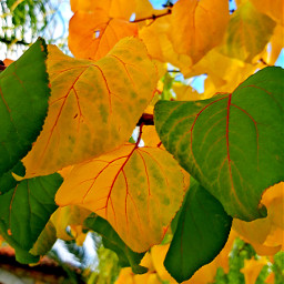 freetoedit greenandorange orangeandgreen skyandclouds leavesisee naturalphotography greenchallenge colorful