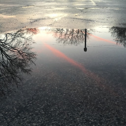 freetoedit rain rainpuddle puddle reflection water waterreflection sunset trees pavement pcskyphotography skyphotography