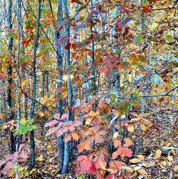 freetoedit autumn nature ukraine forest trees leaves november