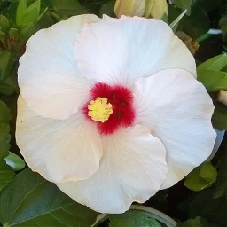 hibiscus pcwhiteisee whiteisee
