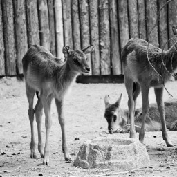freetoedit deer deers nature blackandwhite photography
