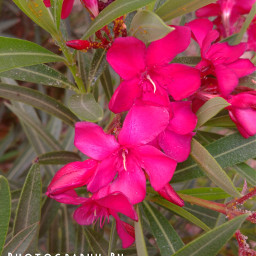 brillaperla photographybymargarita flowers doubletake color inthegarden freetoedit