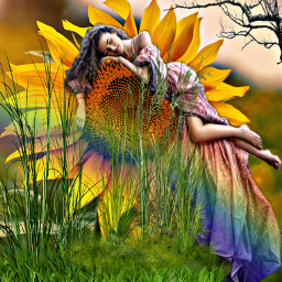 freetoedit sunflower beauty rainbow promise restwell sleep pillow tired dream prayers nature outdoors countryroad adventure ircsunflowerbeauty sunflowerbeauty