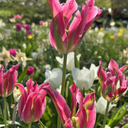 walking takingphotos tulips spring garden logansquare