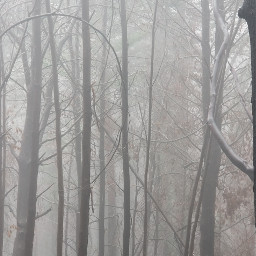 trees nature fog winter fall spooky woods freetoedit