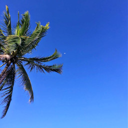 palm bluesky skylover naturephotography palmtree moon hometown freetoedit