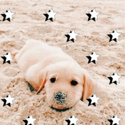 swag doggy puppy swagdoggo preppy cute pfp preppypfp freepfp aesthetic preppyaesthetic beach