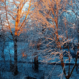 nature outdoor outside blue treesandsky winterwonderland coldday beautifulnature beautifulday december2022 wintertime photography picsartedit myedit