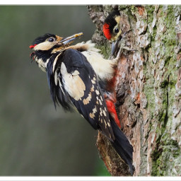 nature woodpecker feedingtime naturephotography bird birdphotography freetoedit