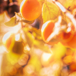 happysunday photography fruit prune closeup macro branch backlight background orange yellow freetoedit