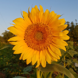 sunflower flower flowers garden nature naturelove freetoedit