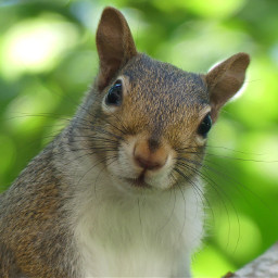 cute squirrel animal rodent panasonic thingsinmybackyard naturelover bokehbackground naturebeauty freetoedit