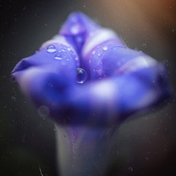 macro closeup flower floral flowershoutout background inspiration picsartmaster dreamy