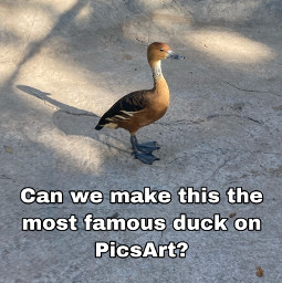 freetoedit duck famous