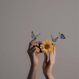 photography sunflower butterflies hands beautiful freetoedit irctakeashot takeashot