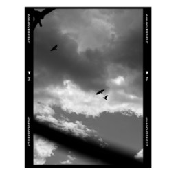 freetoedit monochrome blackandwhite composition diagonalcomposition birds analogphotography analogue freedom film
