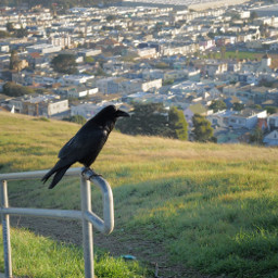 bird raven panaramic park view