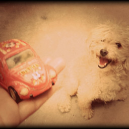 dogs paw puppy dog perro love vintage freetoedit