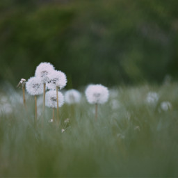 freetoedit dandelion puffs clocks blowballs achenes pappus prairie meadows grass green spring