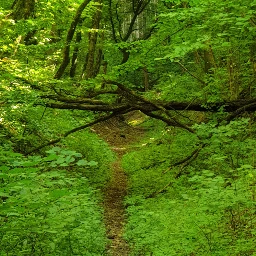 waldwege grün wandern schatten naturparkaltmühltal pcsurroundedbytrees surroundedbytrees naturephotography freetoedit