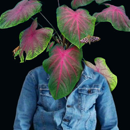 edited plant planter caladium leaves freetoedit