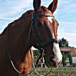 horses pferde horselove mylove edit pferdeliebe festino pferdesindmeinleben freetoedit