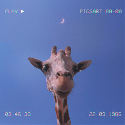 freetoedit giraffe play background sky picsarteffects happy face